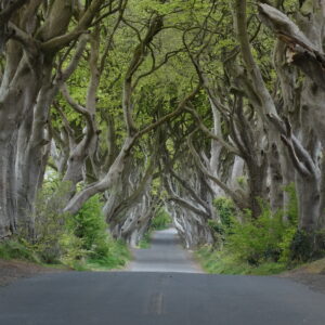DarkHedges.co.uk For Sale | Dark Hedges County Antrim Northern Ireland